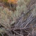 yellowstone-11