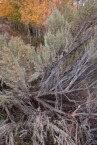 yellowstone-11