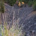 yellowstone-13