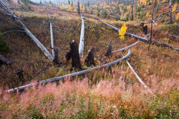 yellowstone-1