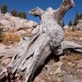 yellowstone-8