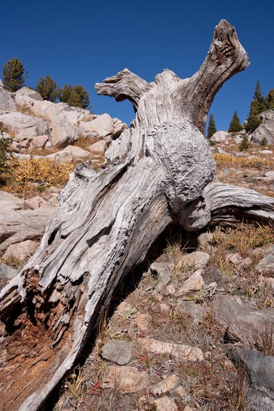 yellowstone-8